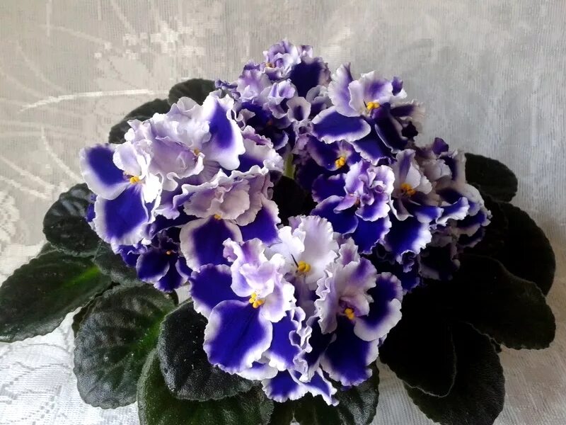 фиалки рапсодия