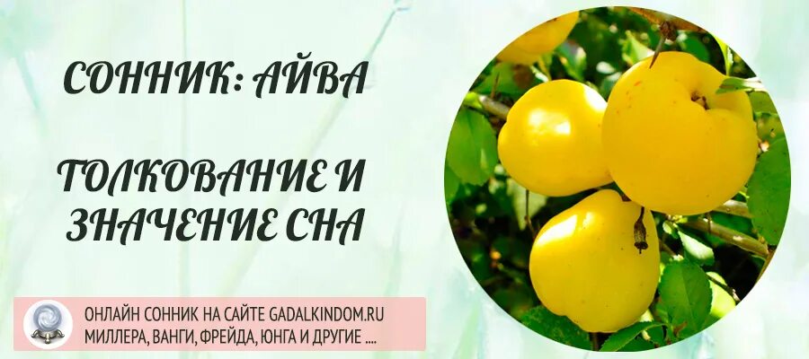 К чему снится плод. Груша для сна. К чему снится плод. К чему снится зародыш ребенка. К чему снится плод.