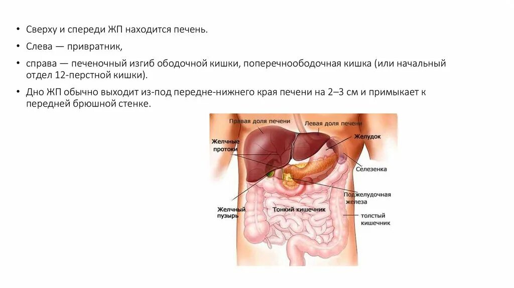 С какой стороны печень слева или справа