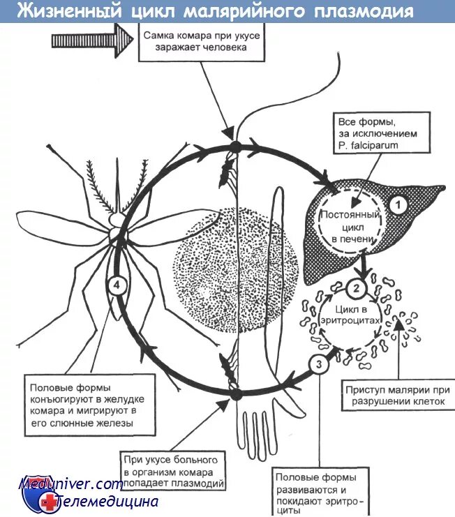 Жизненный цикл малярийного плазмодия в Комаре. Цикл развития малярийного плазмодия в Комаре. Схема жизненного цикла возбудителей малярии. Жизненный цикл плазмодия схема. Малярия цикл развития малярийного плазмодия
