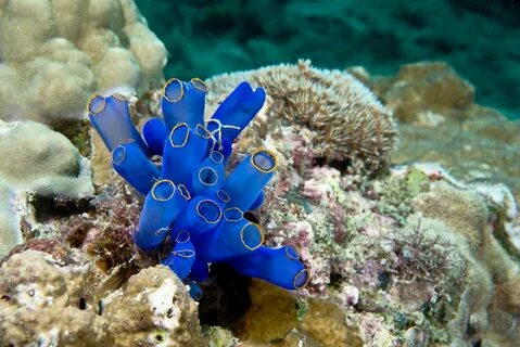 sea squirt tunicate Britannica.