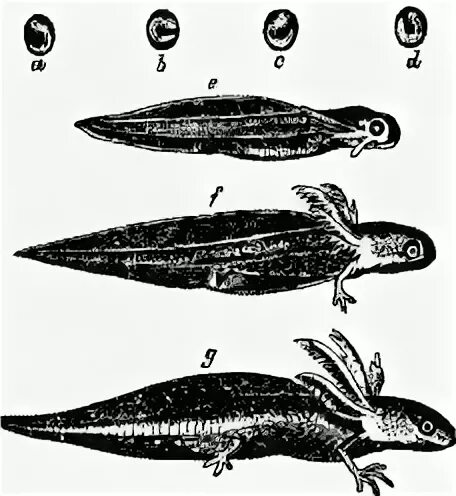 гребенчатый тритон размножение. развитие тритона схема. личинка саламандры аксолотль. гребенчатый тритон метаморфоз. обыкновенный тритон стадия личинки.