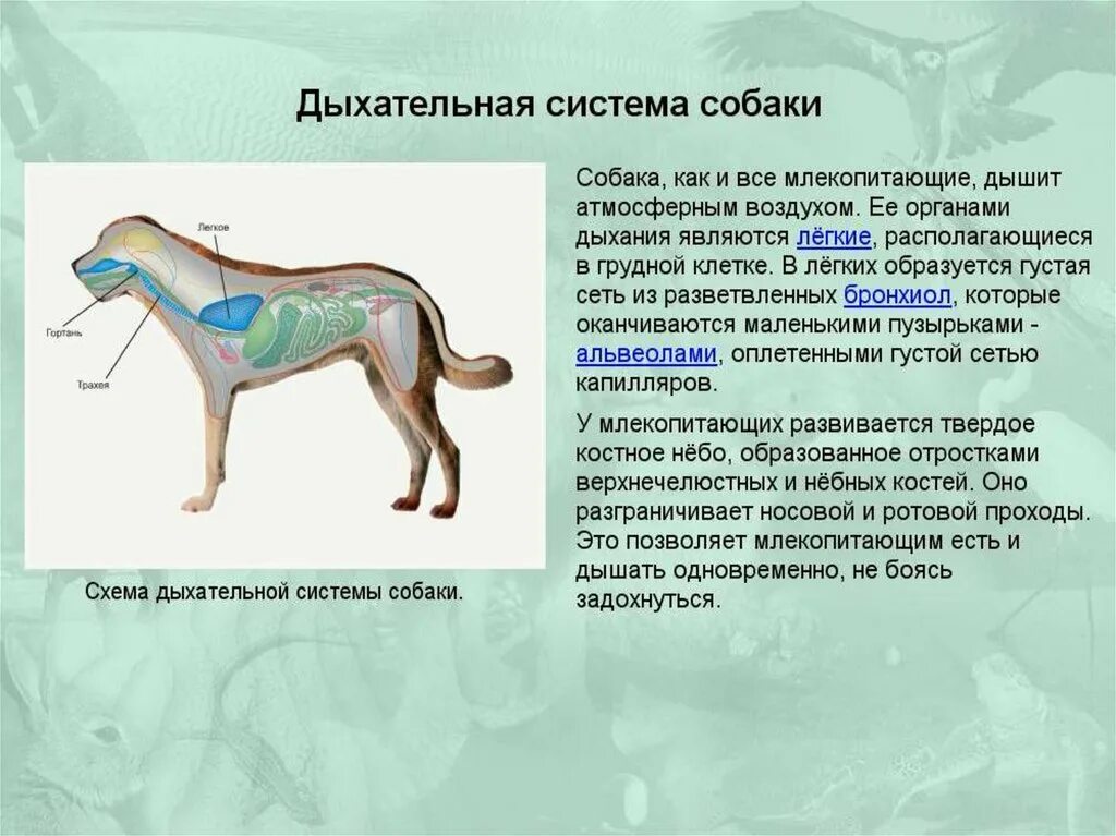 Внутреннее строение млекопитающих презентация. Анатомия дыхательных путей собак. Внутреннее строение млекопитающих дыхательная система. Дыхательная система млекопитающих 7 класс. Строение и функции дыхательной системы животных.