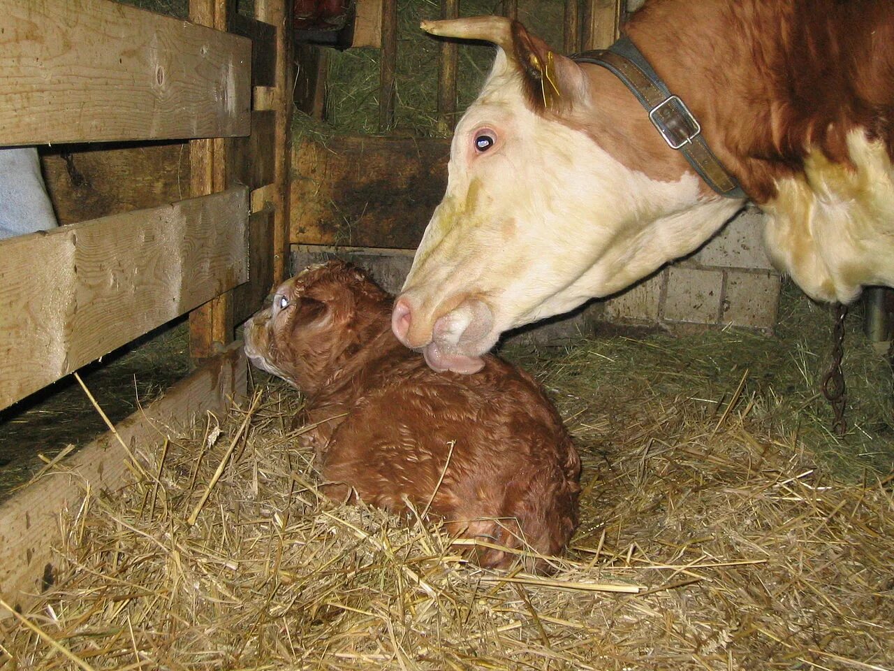 Телята после рождения. Теленок. Ветеринария коровы.