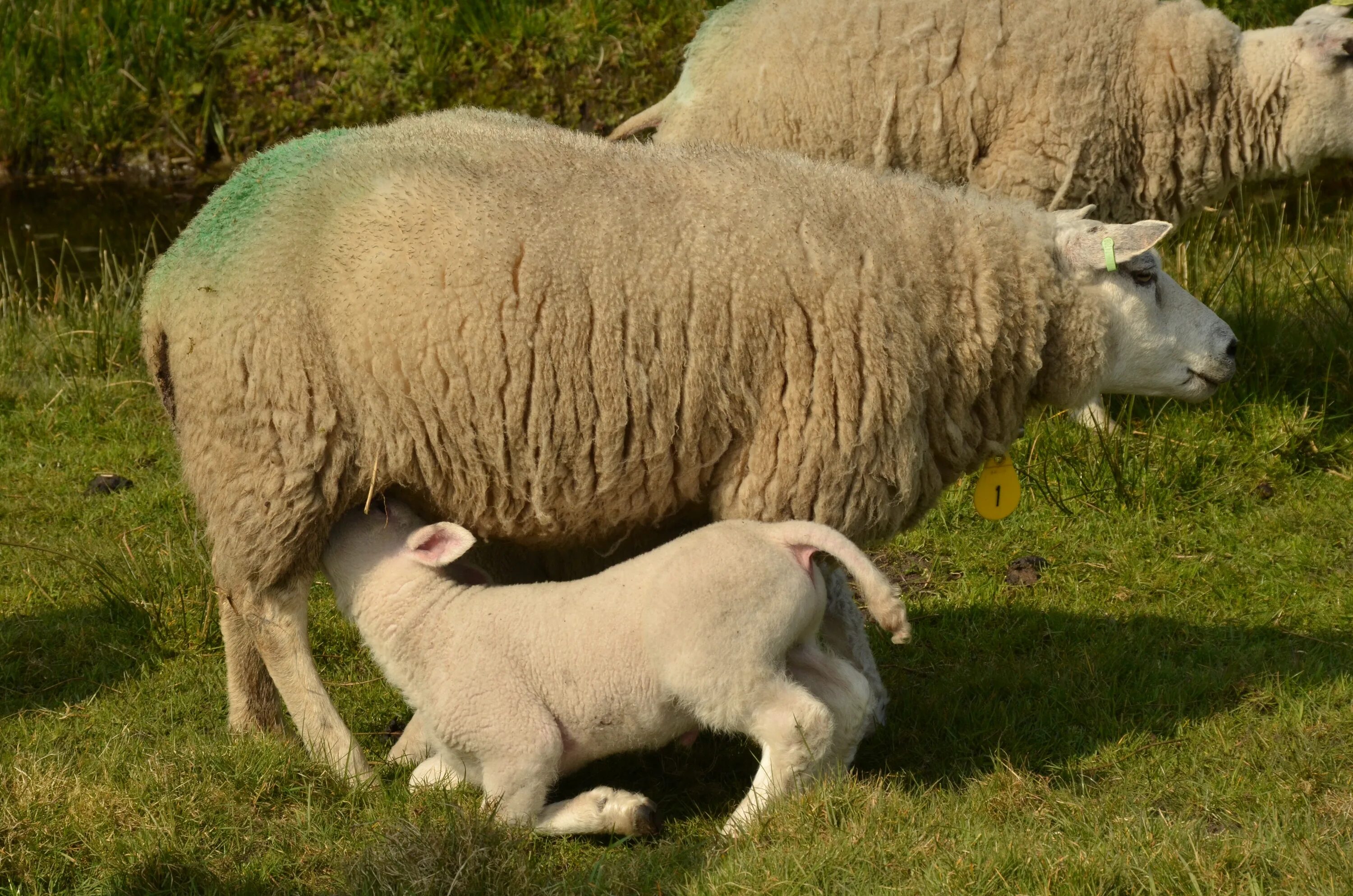 Пасла животных. Овца млекопитающая\. Овца мама. Мама овца папа баран. Домашние животные фото мама овца.