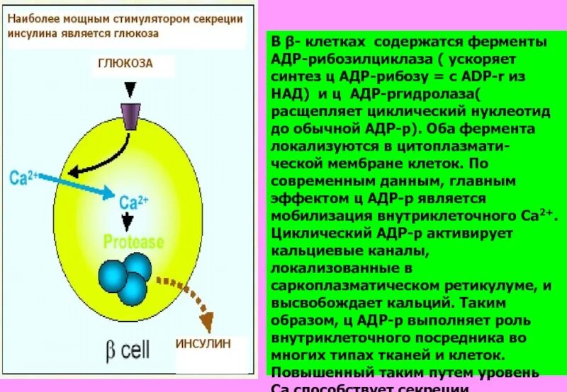 Оба фермента. Основным стимулятором секреции инсулина является. Основной стимулятор секреции инсулина. Механизм секреции инсулина. Самым активным стимулятором секреции инсулина является.