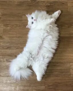 Котики котики мягкие животики