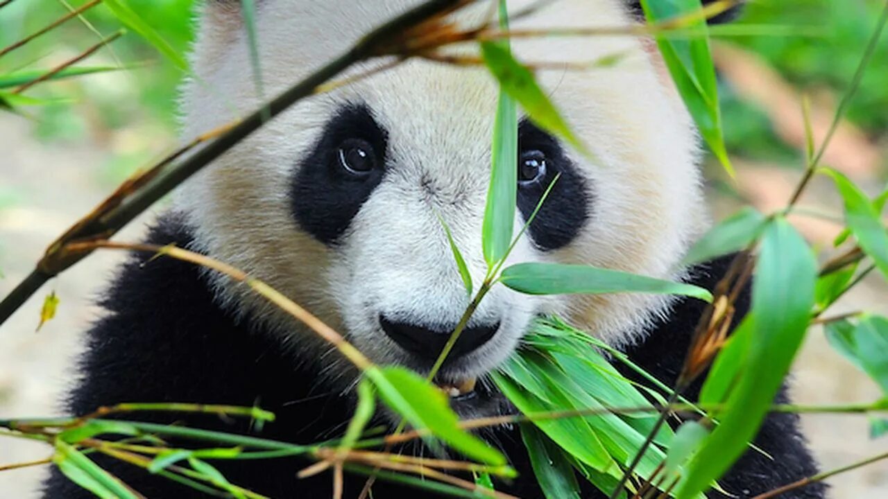 Pandas change. Pandas change. Панда фото. Всемирный фонд дикой природы wwf россии. Pandas change.