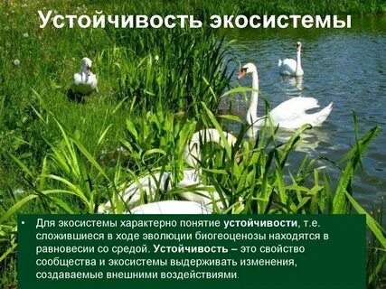 Экосистем ростов