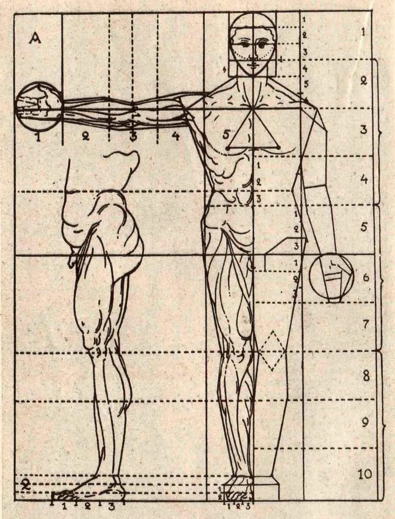 Сколько голов в взрослом человеке. Дж. П. Ломаццо. Пропорции фигуры человека. Леонардо да Винчи и фигура человека пропорции в рисунке. Пропорции тела человека анатомия теория. Пропорции тела человека в головах.