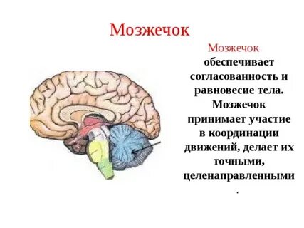 Значение мозжечка в организме человека