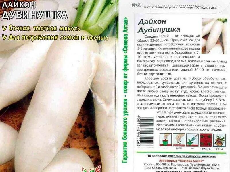 Когда сажают дайкон в открытый грунт семенами. Дайкон саша описание сорта. корнеплод дайкон саша. дайкон сорта для средней полосы. семена редьки дайкон.