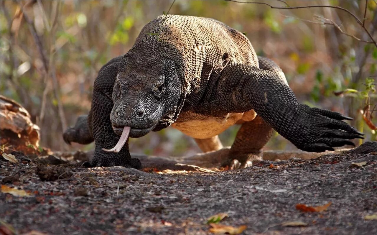 Комодский Варан. Комодский Варан домашний. Комодский Варан (Komodo Dragon). Комодский Варан зубы.