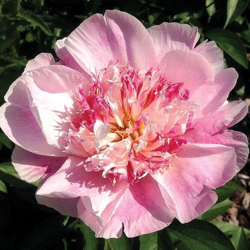 Похожее изображение Paeonia lactiflora, Flowers, Rose