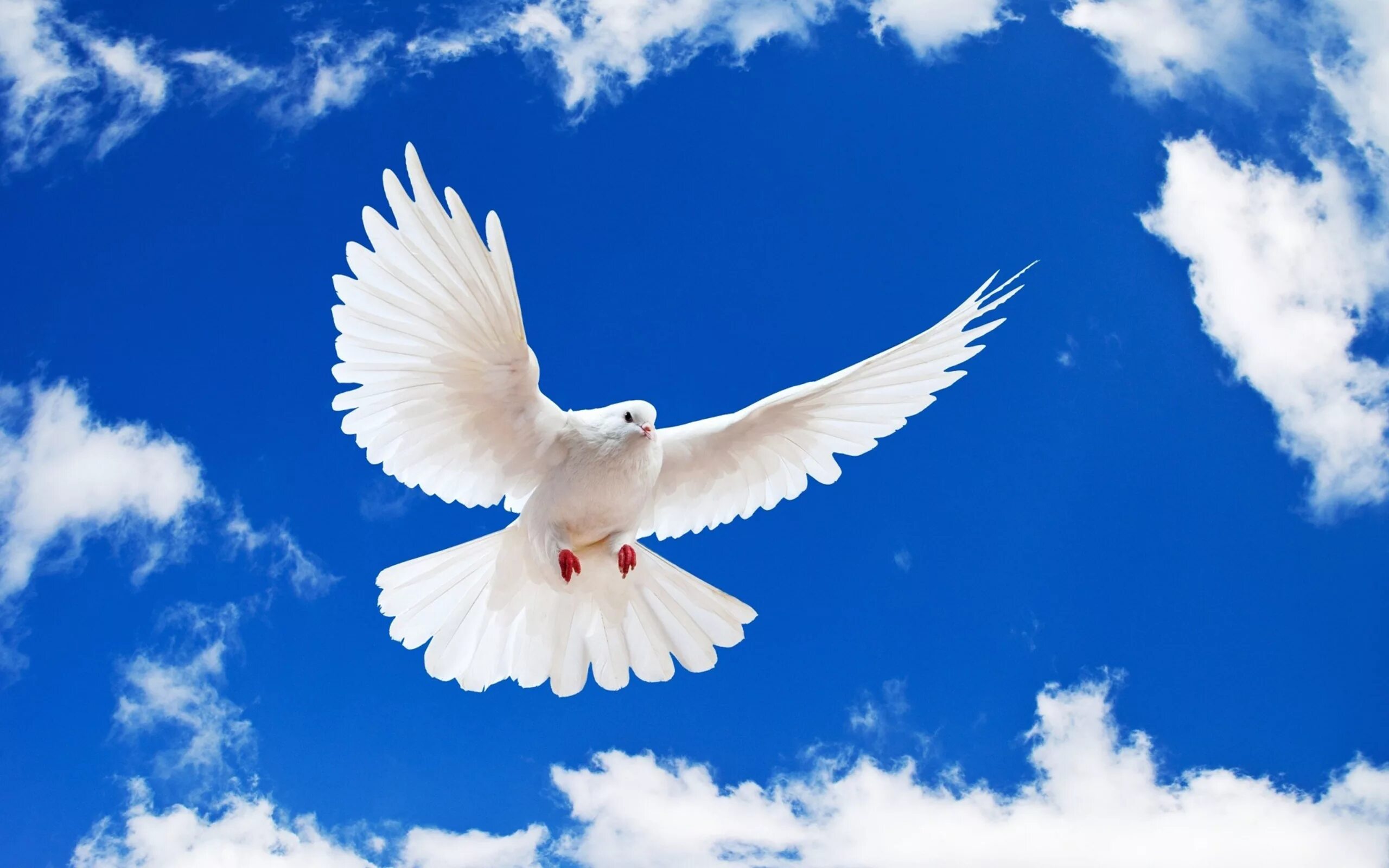 Белый голубь. Голуби в небе. Белая птица. Красивые голуби.