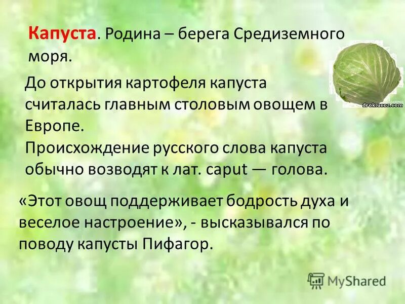 слова капуста составить предложение. капуста однокоренные слова. слова капуста составить предложение. словарное слово капуста ассоциация. текст со словом капуста.