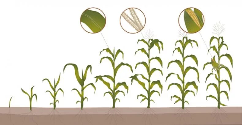 Сроки вегетации у растений. Период вегетации кукурузы. Вегетационный период растений что это такое. Стадии вегетации кукурузы. Период вегитатации кукурущы.