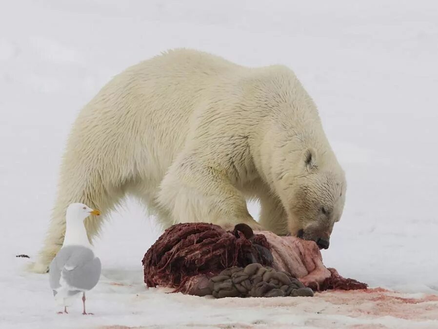 белый медведь питается. северный медведь. белый медведь ест тюленя. белый медведь (лаптевская популяция). можно ли есть белого медведя.