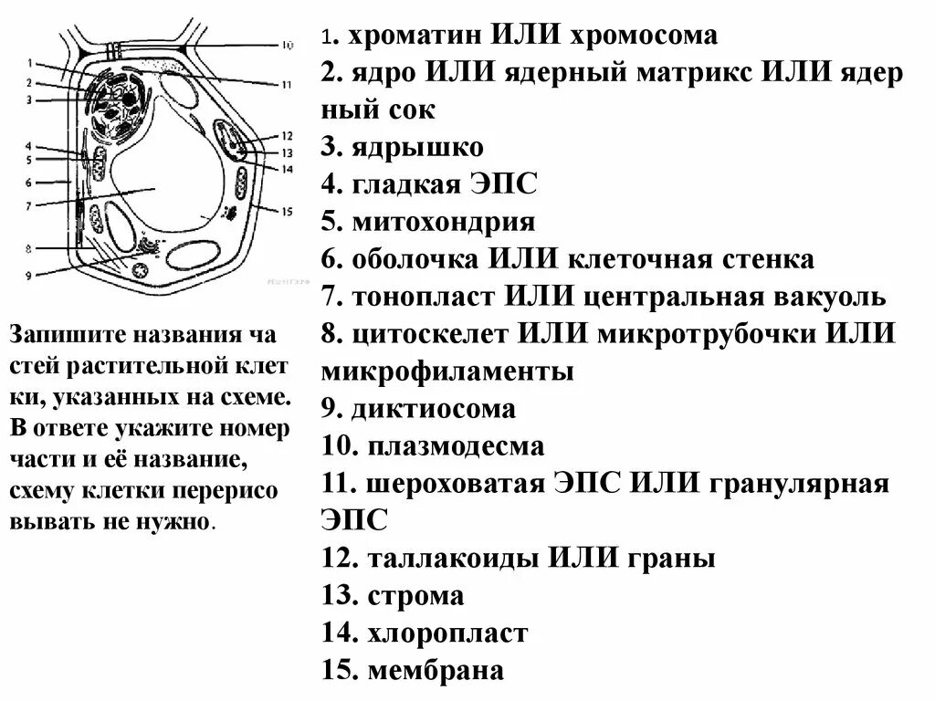 Тест клетка егэ. Запишите названия частей растительной клетки указанных на схеме. Название частей растительной клетки. Запишите название частей растительной клетки. Растительная клетка схема ЕГЭ.