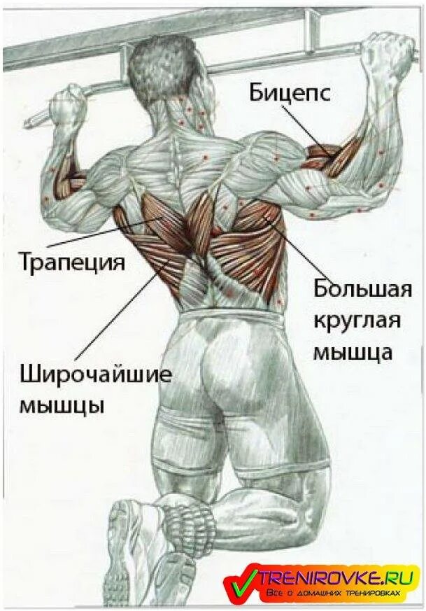 Качать группа мышц. Подтягивания мышцы задействованы. льюис армстронг подтягивание. мышцы задействованные при подтягивании широким хватом. мышцы работающие при подтягивании на турнике.