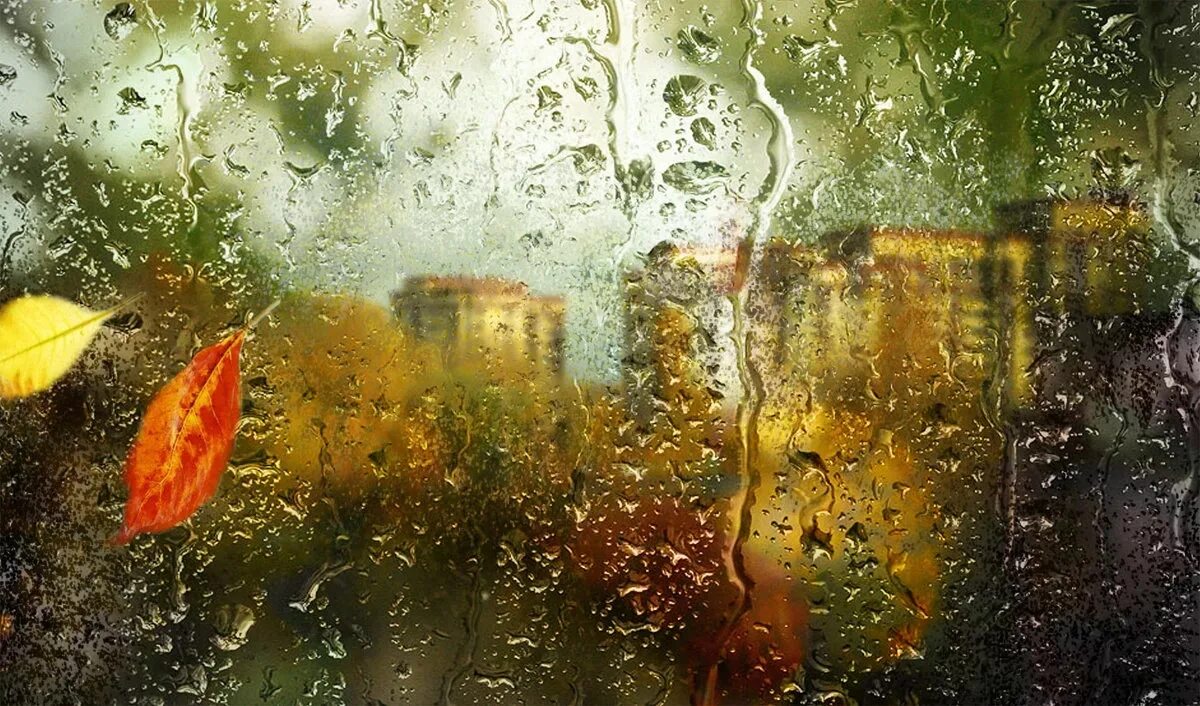 Жизнь идет золотой. Осень дождь. Осень дождь окно. Осенний ливень. Окно с дождём осенью.