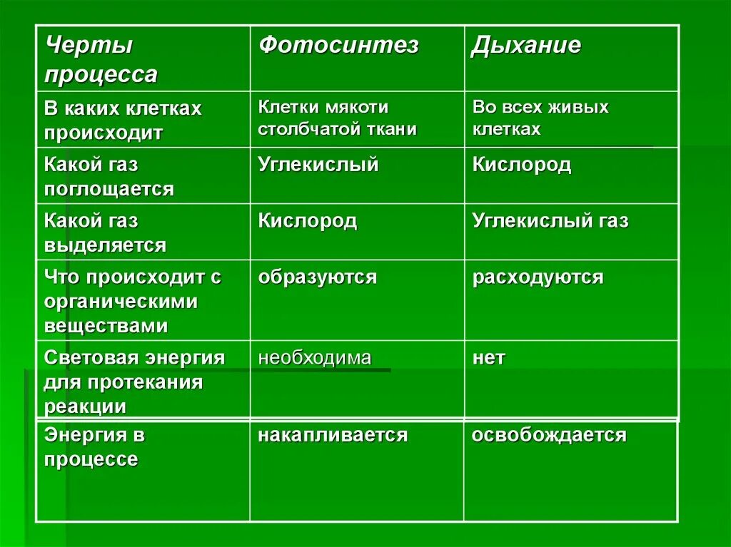 Процесс дыхания протекает в. В каких клетках происходит дыхание. фотосинтезе поглощается. в каких клетках происходит фотосинтез. черты процесса фотосинтез.