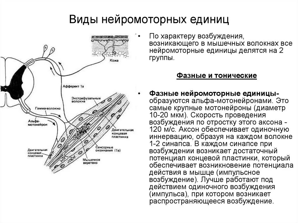 Нейромоторная двигательная единица. Понятие о мотонейронном пуле;. Типы нейромоторных единиц скелетных мышц. Двигательные единицы мышц физиология. Понятие о нейромоторной единице физиология.