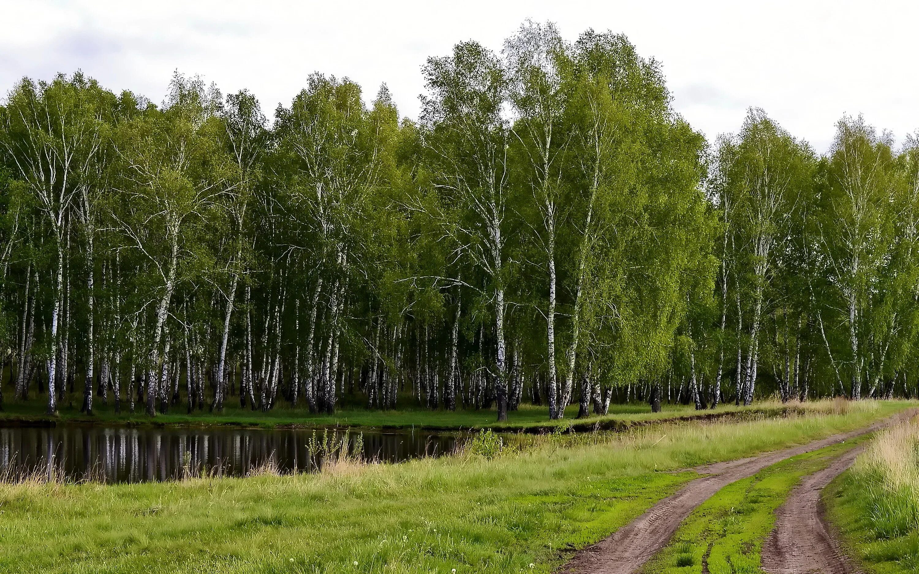 Графская березовая роща. Березовая роща абрамовская. берёзовая роща и низина. берёзовые рощи россии. березовая роща тутаев.