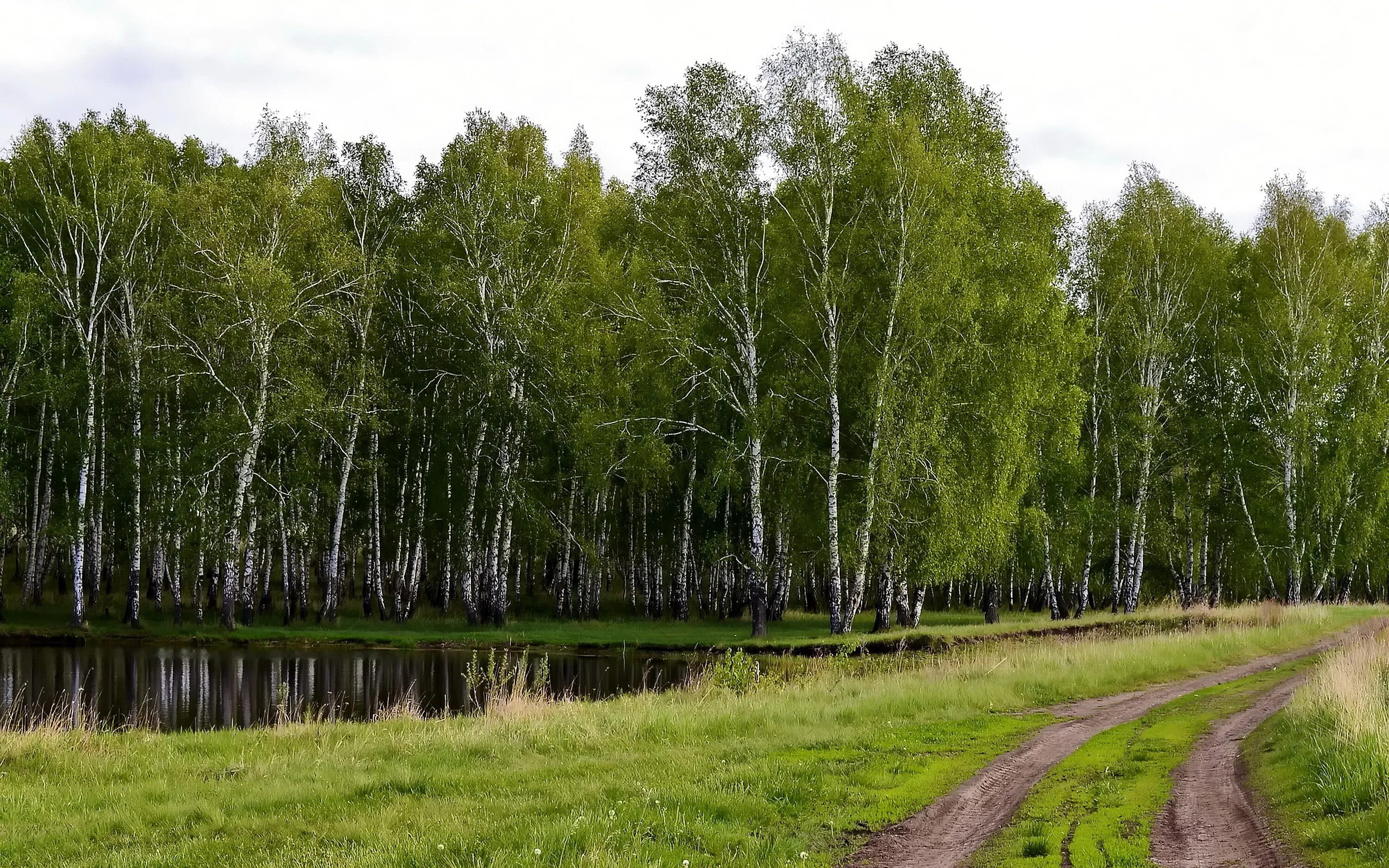 Березы вдали. Загорянка Березовая роща. Березовая роща Низина. Природа Рязанской области Березовая роща. Берёзовые Рощи России.