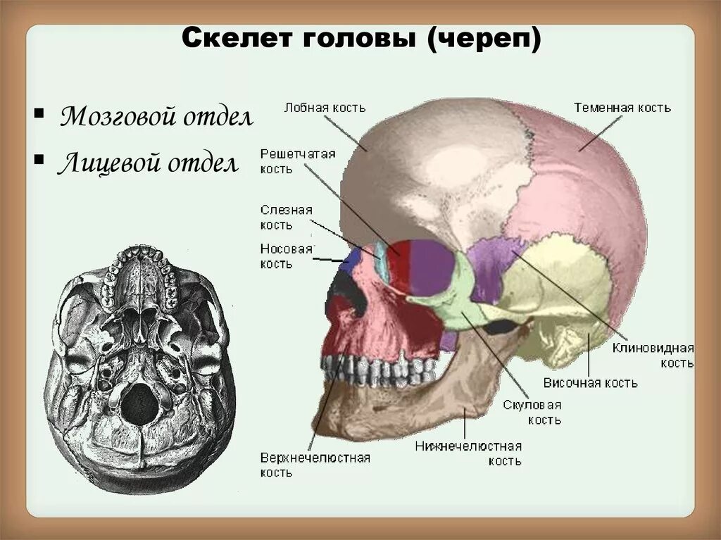 Соединение между лобной и теменной костями. Строение осевого скелета череп. Скелет головы с названием костей. Строение костей черепа анатомия. Анатомия человека кости мозгового и лицевого черепа.