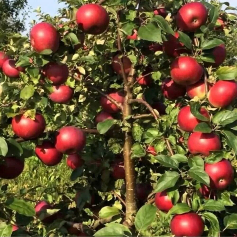Яблоня белорусское сладкое. Яблоня белорусская поздняя. Сорт яблони белорусское сладкое. Джонаред яблоня. Яблоня белорусское.