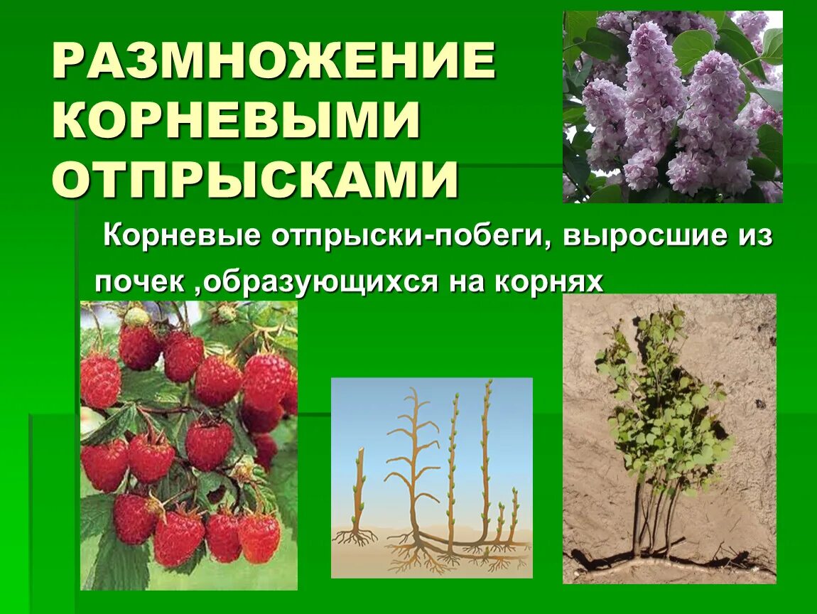 Размножение корневыми побегами. Размножение корневыми отпрысками. Вегетативное размножение растений корневыми отпрысками. Размножение растений корневыми отпрысками. Растения которые размножаются корневыми отпрысками.
