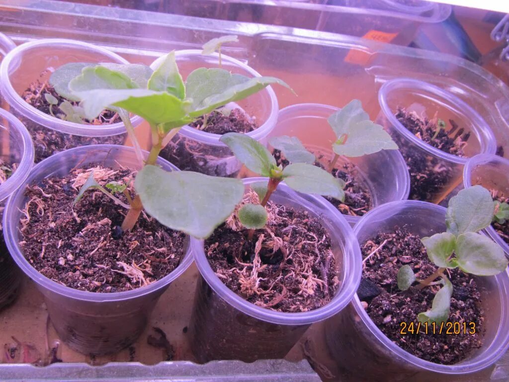 Бальзамин комнатный рассада. Бальзамин росток. Бальзамин садовый рассада. Бальзамин уоллера рассада. Бальзамин уоллера сафари.