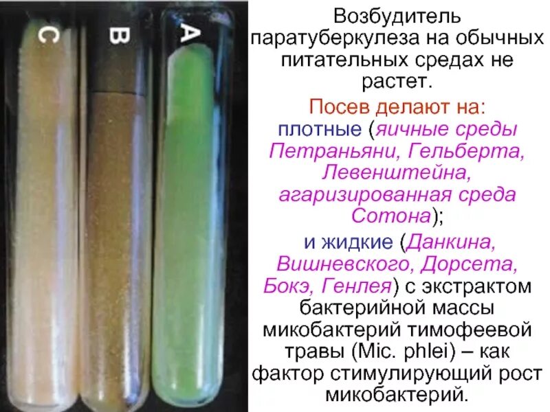Рост на плотных питательных средах