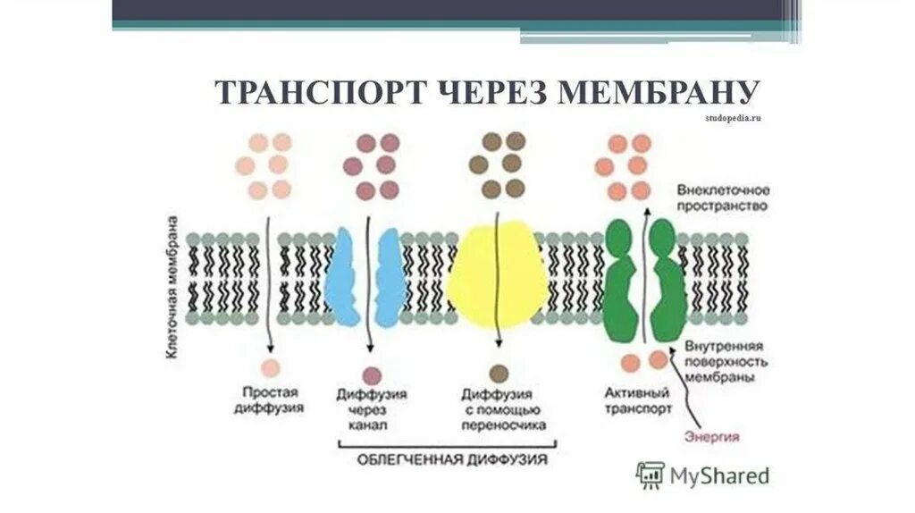 Транспорт веществ через мембрану таблица. Унипорт симпорт антипорт. Плазматическая мембрана виды транспорта. Виды мембранного транспорта. Транспортная функция мембраны.