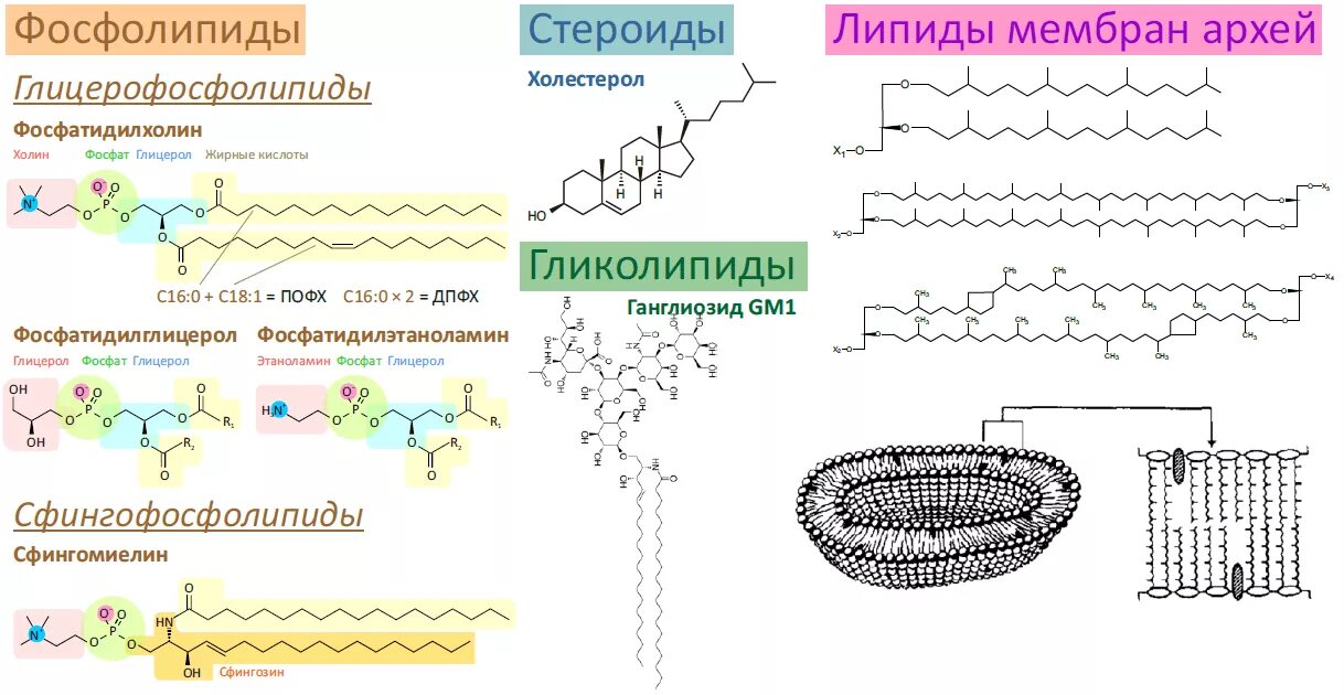 Фосфолипиды мембран клеток структура. Липиды клеточных мембран схема. Фосфолипиды клеточной мембраны. Структура мембран фосфолипиды Архей. Гидрофобные радикалы повернуты внутрь