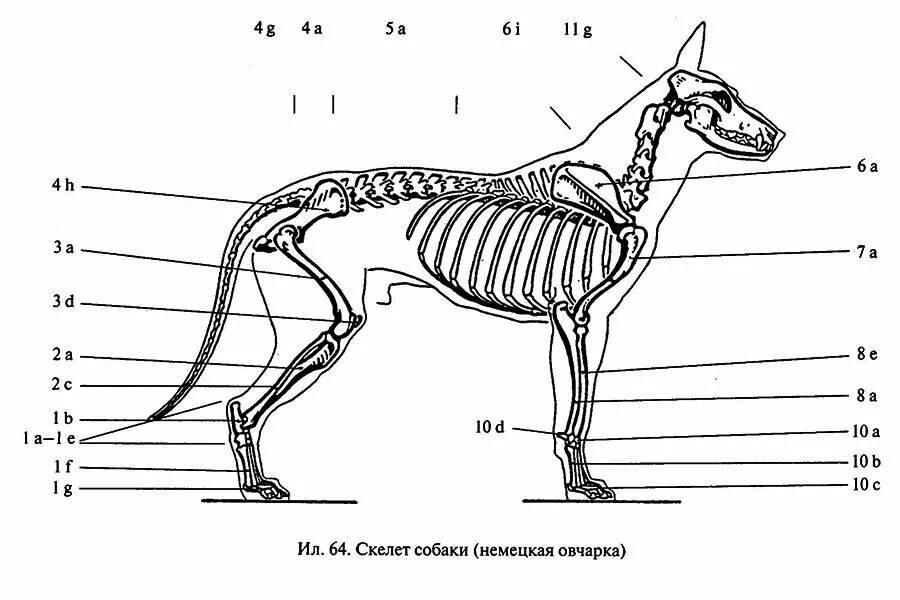 Скелет собаки анатомия. Строение скелета собаки анатомия. Строение скелета немецкой овчарки. Строение скелета ВЕО. Внутреннее строение млекопитающих рисунок