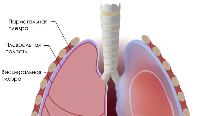 Плевральная полость образована. Париетальный листок плевры. Легочная складка плевры. Висцеральный и париетальный листок плевры. Плевра легкого анатомия.