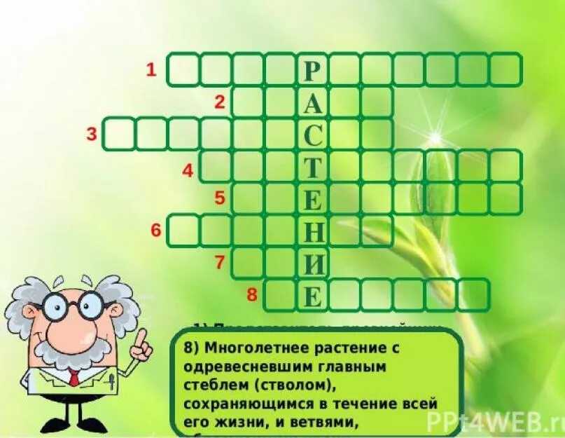 Кроссворд по теме растения. Кроссворд по биологии растения. Кроссворд на тему растения. Кроссворд многообразие растений.