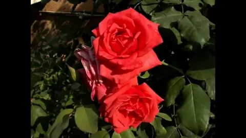 Rose family