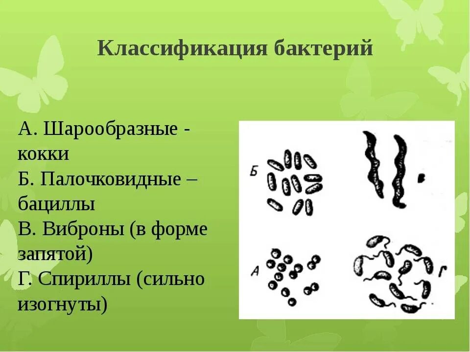Бактерии изогнутой формы носят название. Классификация бактерий кокки. Классификация бактерий по форме шаровидные (кокки). Шаровидные и палочковидные формы бактерий. Классификация бактерий по форме клетки.