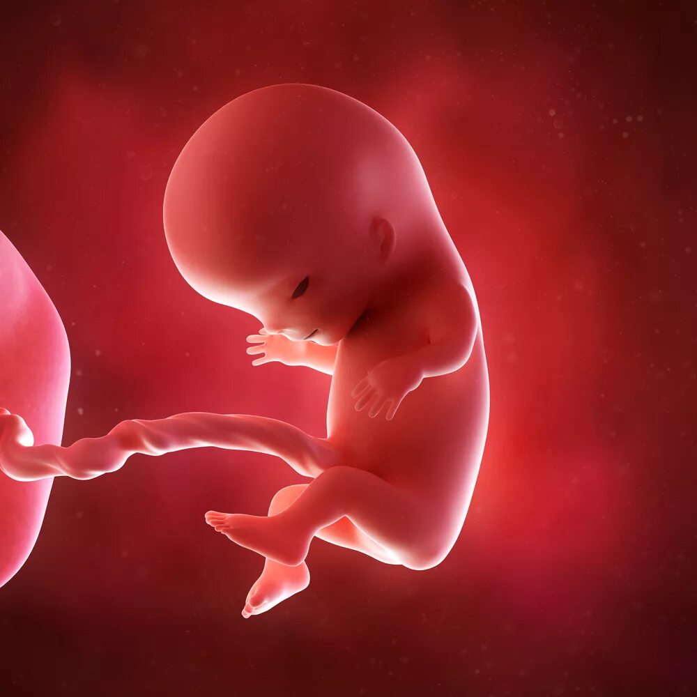 Эмбрион на 11 неделе беременности. Ребёнок 11 недель беременности эмбрион. Плод на 11 акушерской неделе беременности. Плод на 11-12 неделе беременности. 11 неделя 24 года