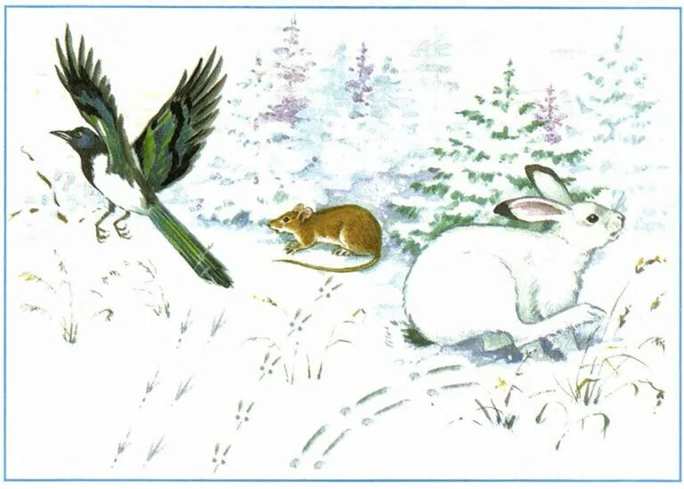 Беляк и русак читать. Сравни зайца беляка и зайца русака. Беляк и русак читать. Рассказ про зайца русака и беляка. Различия зайца беляка и русака.