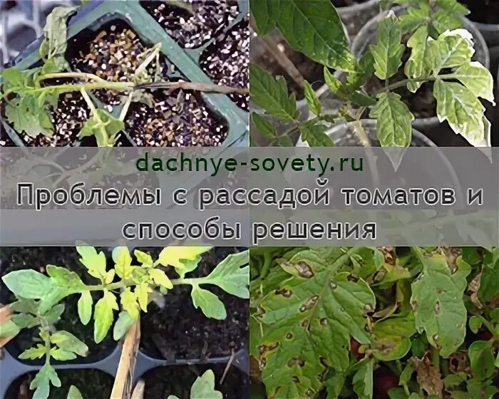 Плохо развивается корневая система у рассады томатов. Проблемы с рассадой томатов фото. проблема с рассадой помидор. плохо развивается листья у рассады томата. помидоры рассада плохо развивается.