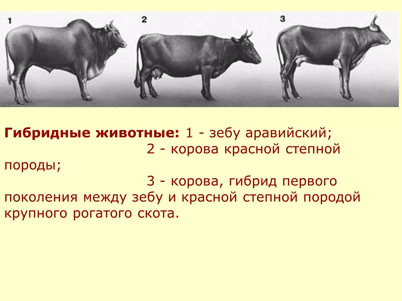 Селекции домашних животных. Селекционные животные. Селекция животных. Селекция крупного рогатого скота. Методы селекции крупного рогатого скота.