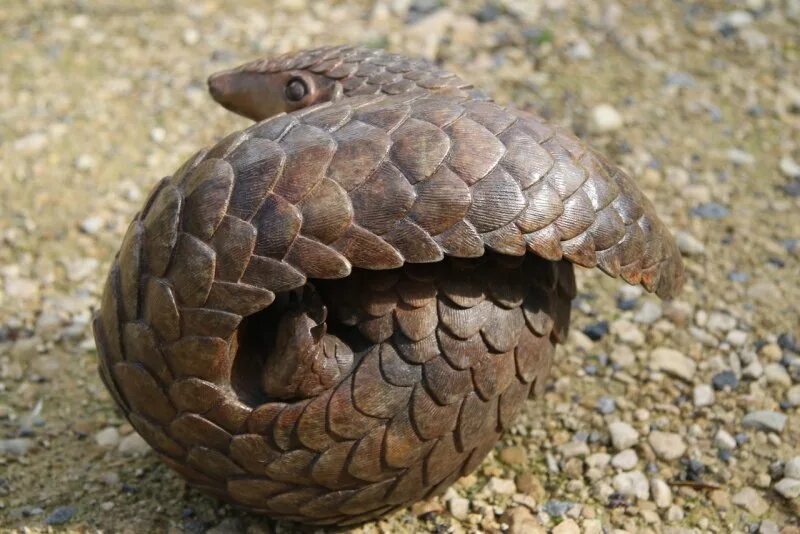 Pangolin
