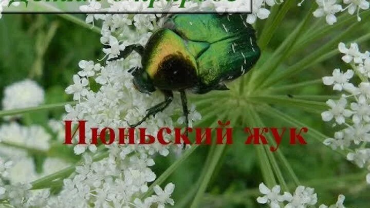 Жук июньский хрущ. День июньского жука картинки. День июньского жука. День июньского жука картинки. Жук июньский хрущ.