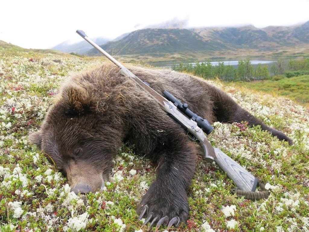 Медведь охотится.