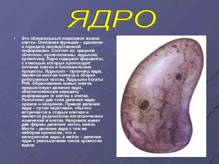 Обязательный компонент любой клетки