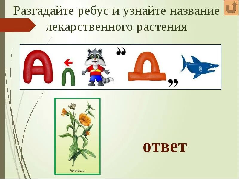 Разгадай цвета. Ребусы про растения. Ребусы лекарственные растения. Ребусы на тему растения. Ребусы на тему лекарственные растения.